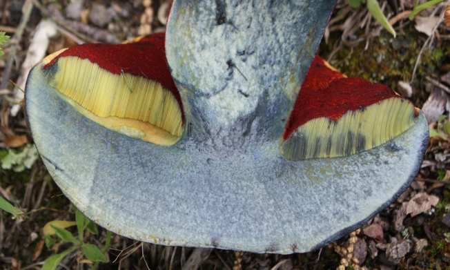 Boletus luridus?